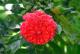 05.SSR植物園與象龜保育園_Sir Seewoosagur Ramgoolam Botanical Garden