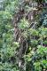 05.SSR植物園與象龜保育園_Sir Seewoosagur Ramgoolam Botanical Garden