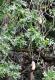 05.SSR植物園與象龜保育園_Sir Seewoosagur Ramgoolam Botanical Garden