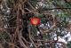 05.SSR植物園與象龜保育園_Sir Seewoosagur Ramgoolam Botanical Garden