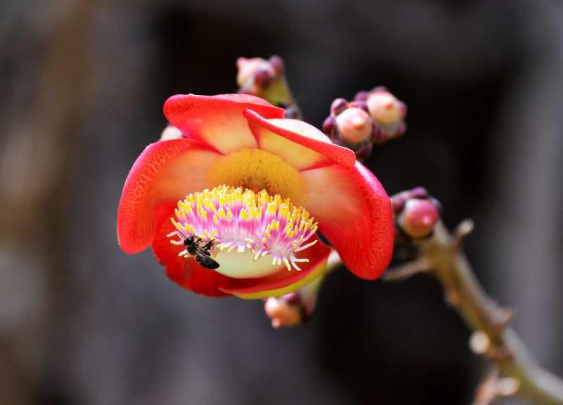 418-SSR植物園