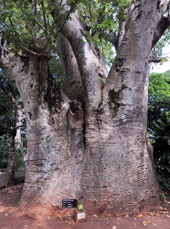 424-SSR植物園