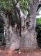 05.SSR植物園與象龜保育園_Sir Seewoosagur Ramgoolam Botanical Garden