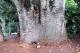 05.SSR植物園與象龜保育園_Sir Seewoosagur Ramgoolam Botanical Garden