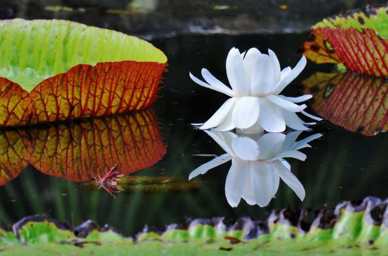 440-SSR植物園