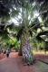 05.SSR植物園與象龜保育園_Sir Seewoosagur Ramgoolam Botanical Garden