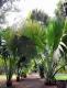 05.SSR植物園與象龜保育園_Sir Seewoosagur Ramgoolam Botanical Garden