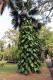 05.SSR植物園與象龜保育園_Sir Seewoosagur Ramgoolam Botanical Garden
