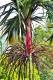 05.SSR植物園與象龜保育園_Sir Seewoosagur Ramgoolam Botanical Garden