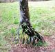 05.SSR植物園與象龜保育園_Sir Seewoosagur Ramgoolam Botanical Garden
