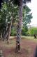 05.SSR植物園與象龜保育園_Sir Seewoosagur Ramgoolam Botanical Garden