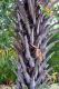 05.SSR植物園與象龜保育園_Sir Seewoosagur Ramgoolam Botanical Garden