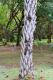 05.SSR植物園與象龜保育園_Sir Seewoosagur Ramgoolam Botanical Garden