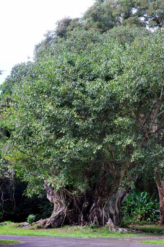 460-SSR植物園