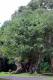 05.SSR植物園與象龜保育園_Sir Seewoosagur Ramgoolam Botanical Garden