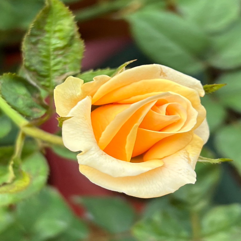 6月1日