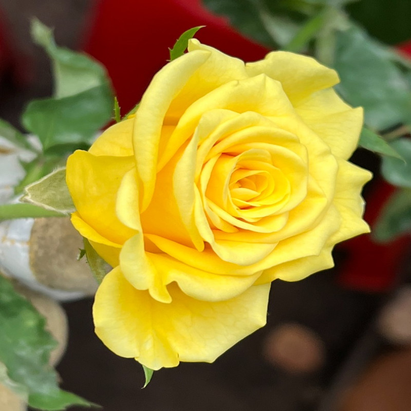 6月1日