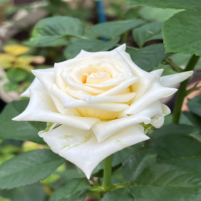 6月1日