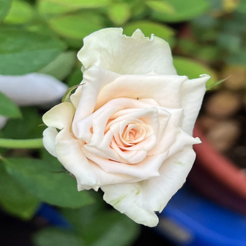 6月1日