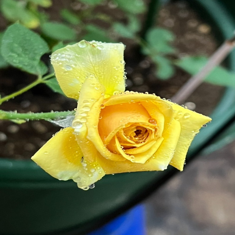 6月1日