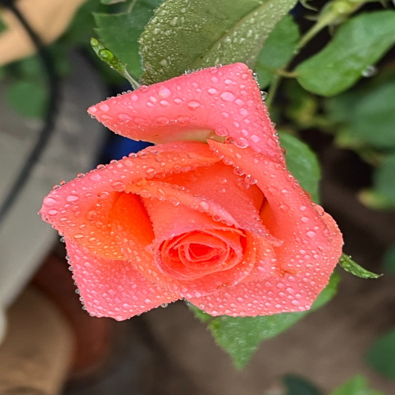 6月1日