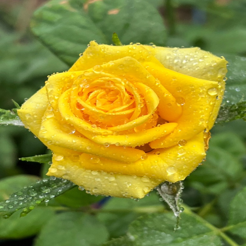 6月1日