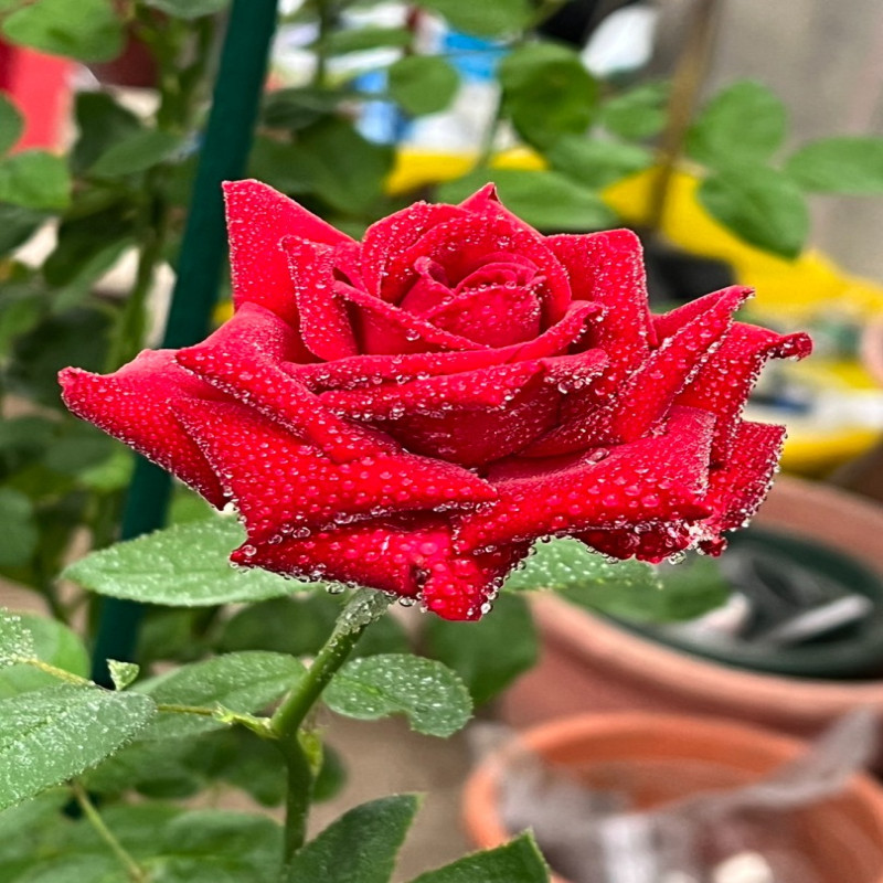 6月1日