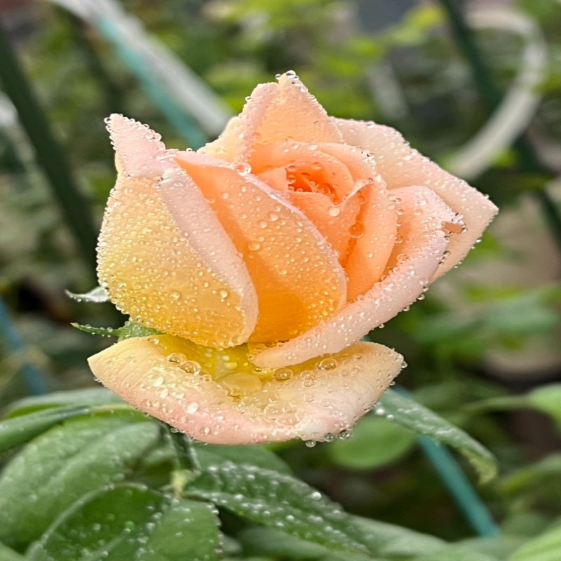 6月1日
