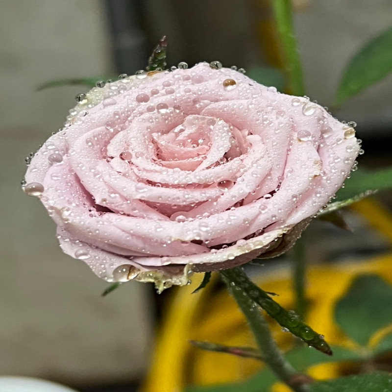 6月1日