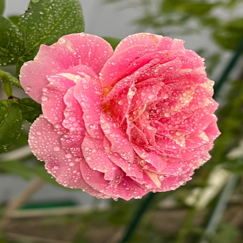 6月1日