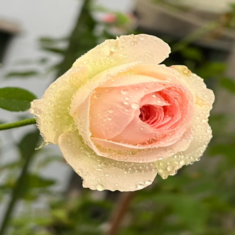 6月1日