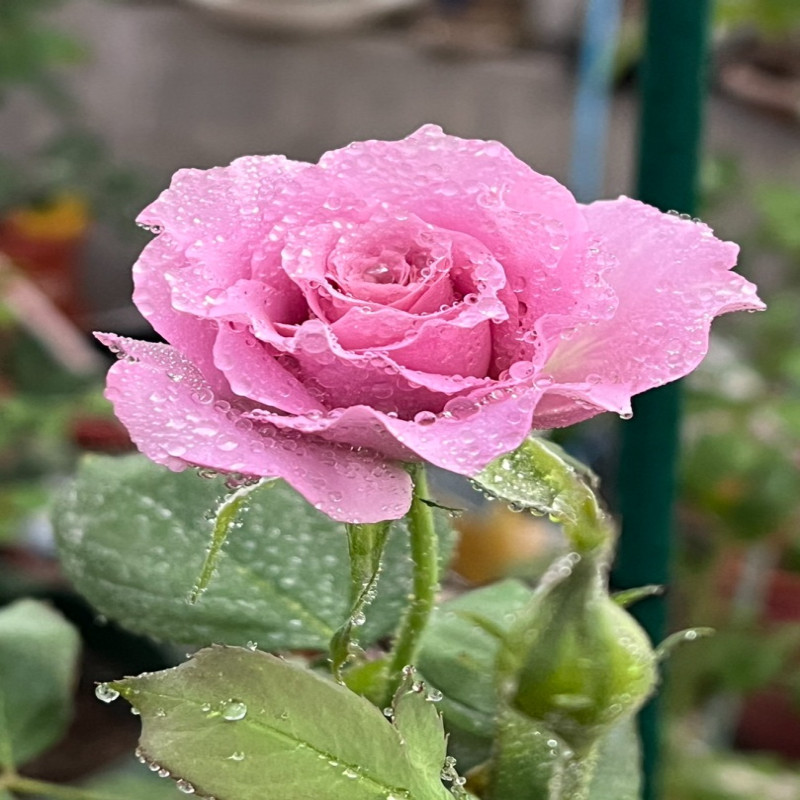 6月1日