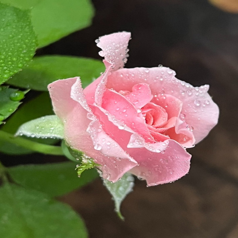 6月1日
