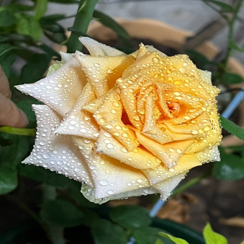 6月1日