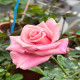 5月1日