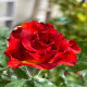 5月1日