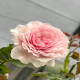 5月1日