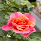 5月1日