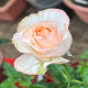 5月1日