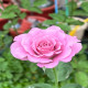 5月1日