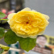 5月1日