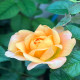 5月1日
