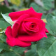 5月1日