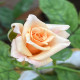 5月1日