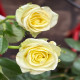 5月1日