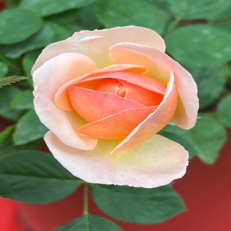 5月5日