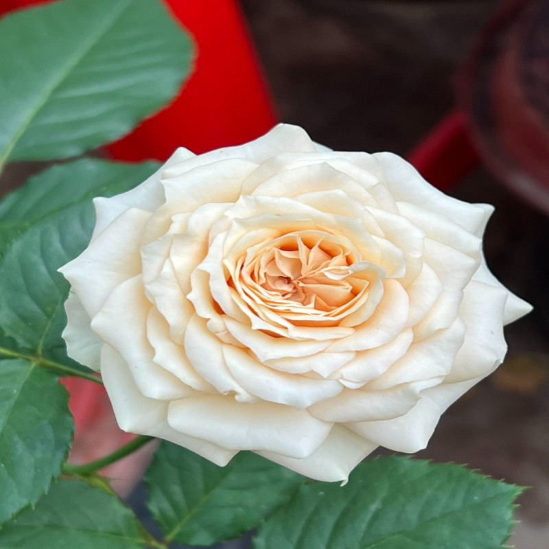 5月5日