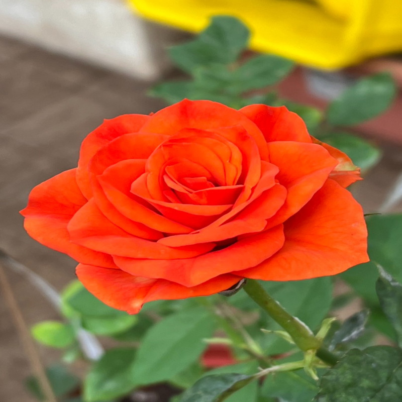 5月5日