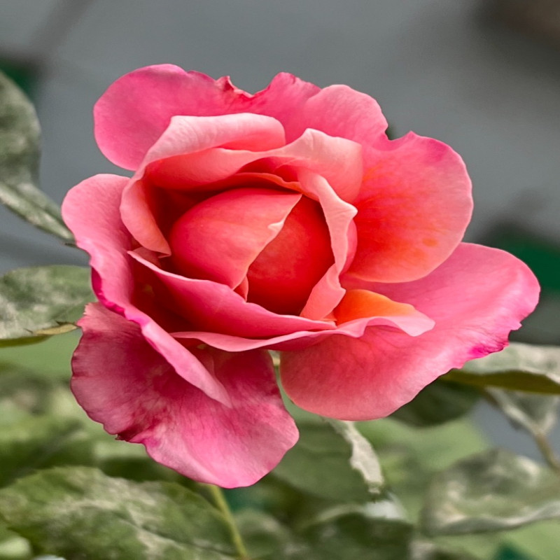 5月5日