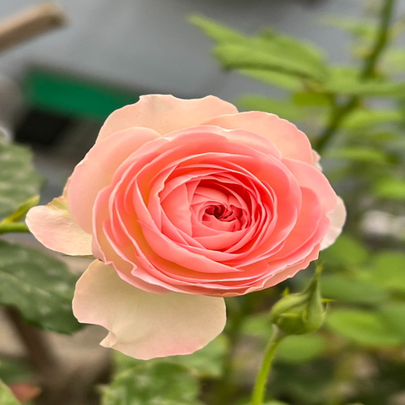 5月5日